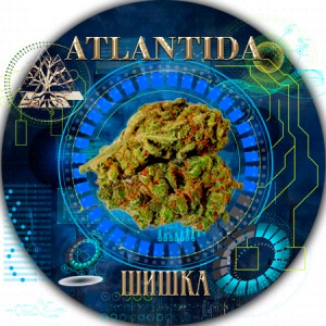 Бошки канабис сатива индика марихуана