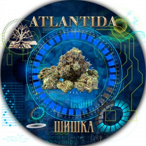 Канабис бошки шишки