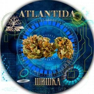 Бошки сорт канабиса